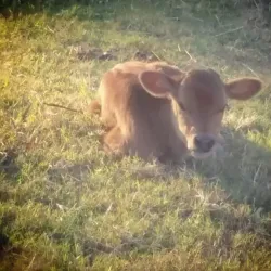 Pearman Dairy Farms - Gaffney