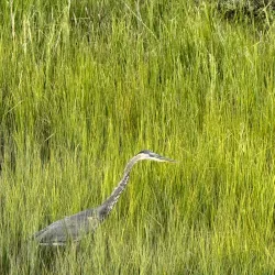 Daniel Island Park - Goose Creek