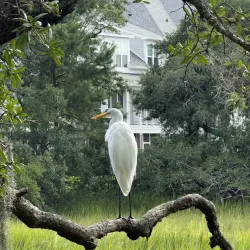 Daniel Island Park - Goose Creek