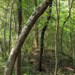 Goose Creek Historical Society Museum - Goose Creek