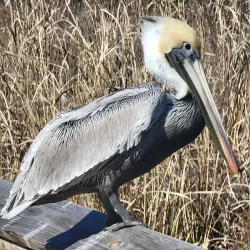 Goose Creek Reservoir - Goose Creek