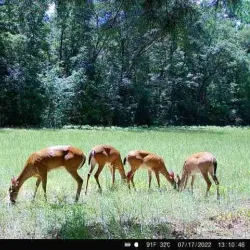 Black Creek Park - Hartsville