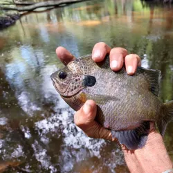 Black Creek Park - Hartsville