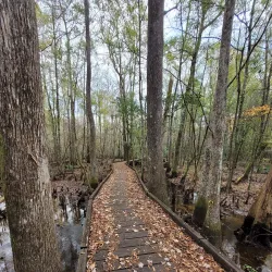 Palmetto Trail - Hartsville Section - Hartsville