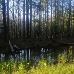 Palmetto Trail - Hartsville Section - Hartsville