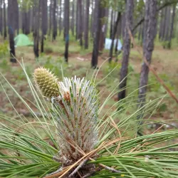 Palmetto Trail - Hartsville Section - Hartsville