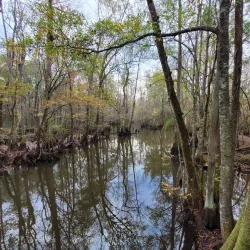 Palmetto Trail - Hartsville Section - Hartsville