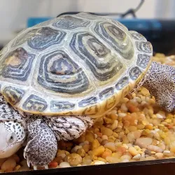 Coastal Discovery Museum - Hilton Head Island