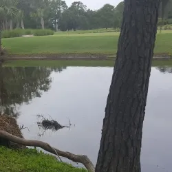 Hilton Head Island Golf Courses - Hilton Head Island