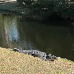 Hilton Head Island Golf Courses - Hilton Head Island