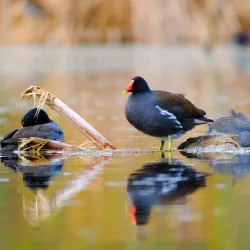Pinckney Island National Wildlife Refuge - Hilton Head Island