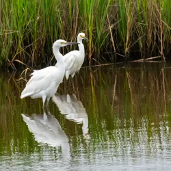 Pinckney Island National Wildlife Refuge - Hilton Head Island