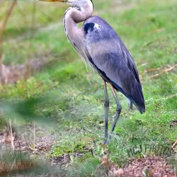 Pinckney Island National Wildlife Refuge - Hilton Head Island