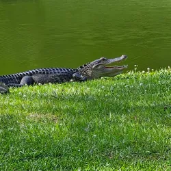 Sea Pines Forest Preserve - Hilton Head Island