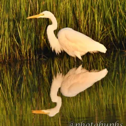 Sea Pines Forest Preserve - Hilton Head Island