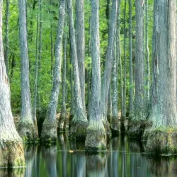 Francis Marion National Forest (nearby) - Moncks Corner