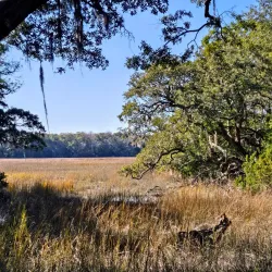 Francis Marion National Forest (nearby) - Moncks Corner