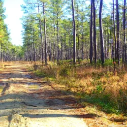 Francis Marion National Forest (nearby) - Moncks Corner