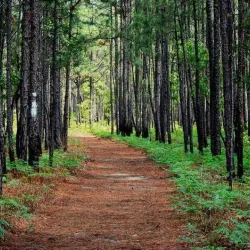 Francis Marion National Forest (nearby) - Moncks Corner