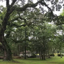 Francis Marion National Forest (nearby) - Moncks Corner