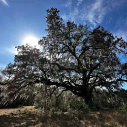 Francis Marion National Forest (nearby) - Moncks Corner
