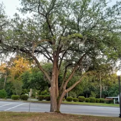 Lake Moultrie - Moncks Corner