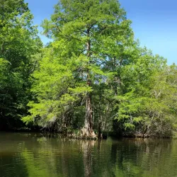 Lake Moultrie - Moncks Corner