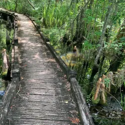 Old Santee Canal Park - Moncks Corner