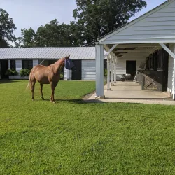 Boone Hall Plantation & Gardens - Mount Pleasant