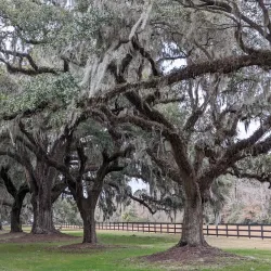 Boone Hall Plantation & Gardens - Mount Pleasant