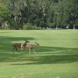 Dunes West Golf Club - Mount Pleasant