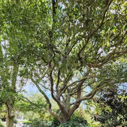 Old Village Historic District - Mount Pleasant