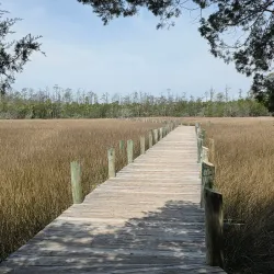 Palmetto Islands County Park - Mount Pleasant