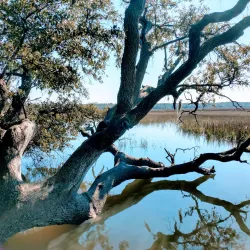 Palmetto Islands County Park - Mount Pleasant