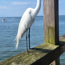 Shem Creek Park - Mount Pleasant