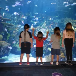 Ripley's Aquarium - Myrtle Beach