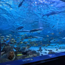 Ripley's Aquarium - Myrtle Beach