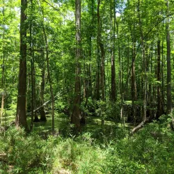 Wannamaker County Park - North Charleston