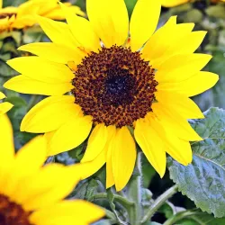 Pendleton Farmers Market - Pendleton