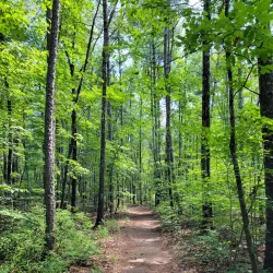 Toxaway Creek Trail - Pendleton