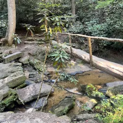 Toxaway Creek Trail - Pendleton