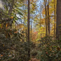 Toxaway Creek Trail - Pendleton