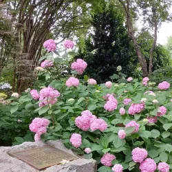 Hatcher Garden and Woodland Preserve - Spartanburg