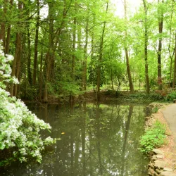 Hatcher Garden and Woodland Preserve - Spartanburg