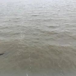 Palmetto Trail - High Hills of Santee Section - Sumter