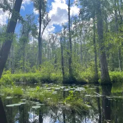 Poinsett State Park - Sumter