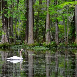 Swan Lake Iris Gardens - Sumter