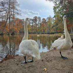 Swan Lake Iris Gardens - Sumter