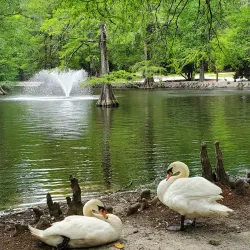 Swan Lake Iris Gardens - Sumter