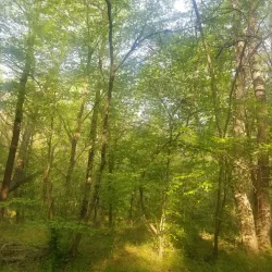 Palmetto Trail - Tyger River Segment - Union